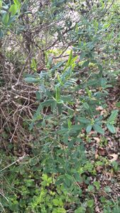 shrubby St. Johnswort