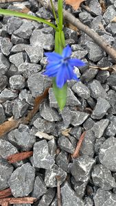 Siberian squill