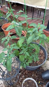 American black nightshade