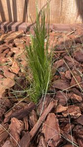 Mexican Feather Grass