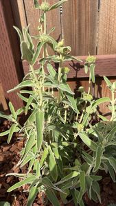 shrubby Jerusalem sage
