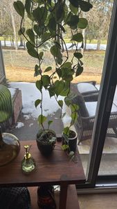 heart-leaf philodendron