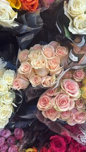 Ranunculus asiaticus