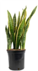 snake plant