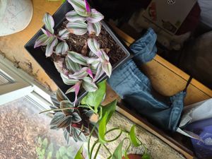 small-leaf spiderwort