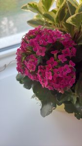 Madagascar widow's-thrill