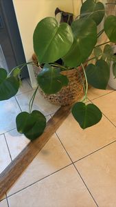 heart-leaf philodendron