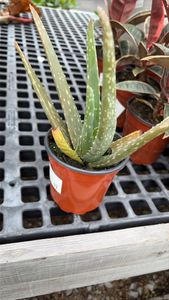 Barbados aloe