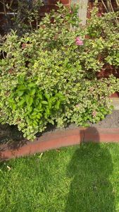 Japanese spindletree