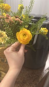 Ranunculus asiaticus