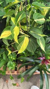 heart-leaf philodendron