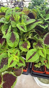 Coleus