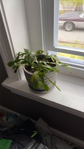 false Christmas cactus