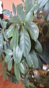 dwarf umbrella tree