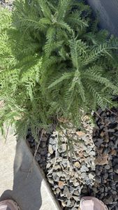 common yarrow