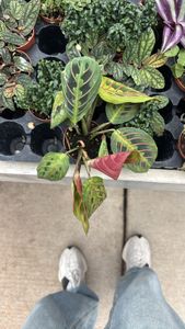 prayerplant