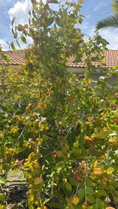 Surinam cherry