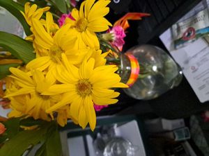 florist's daisy