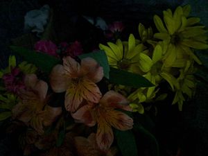 Peruvian-lily