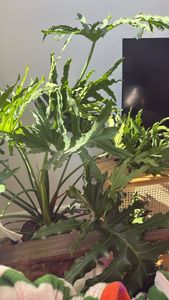 Tree Philodendron