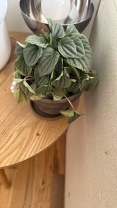 Emerald-Ripple Peperomia