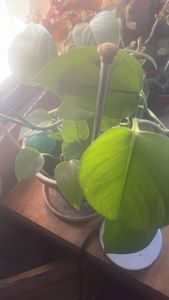 heart-leaf philodendron