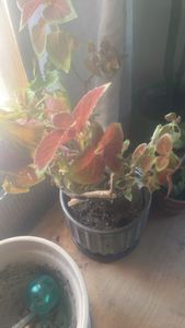 Coleus