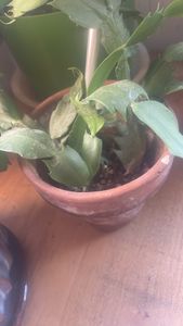 false Christmas cactus