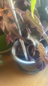 velvetplant