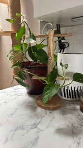 Devil's-Ivy