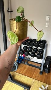 Watermelon Peperomia