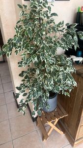 weeping fig