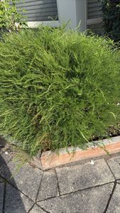 garden asparagus