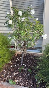 evergreen rose