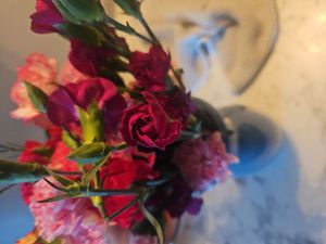 carnation
