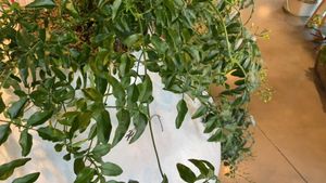 Pink jasmine