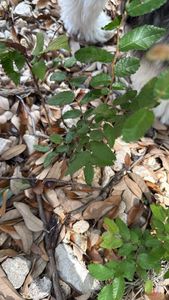 cedar elm