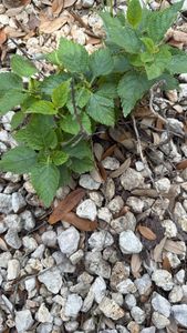 Lantana