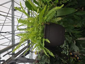 Boston swordfern