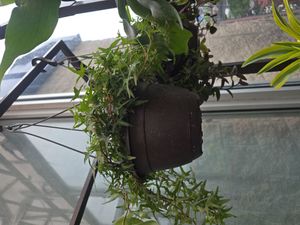 Common Ivy