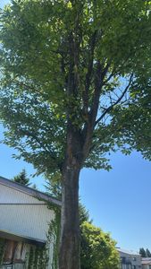 European hornbeam