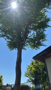 London Plane