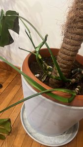 Swiss Cheese Plant