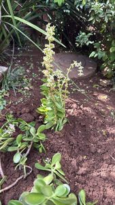 Redspot Stonecrop
