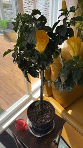 shoeblackplant