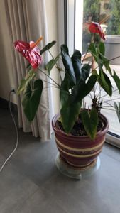 flamingo-lily