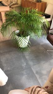 parlor palm
