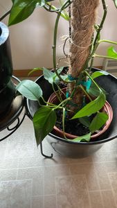 Devil's-Ivy