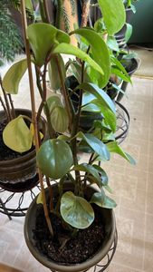 baby rubberplant