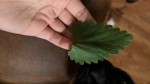 catnip